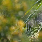 Ragnatele | Foto R. Pegolo 